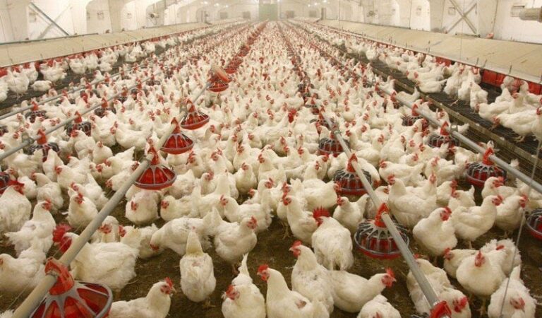 Yayale entreprise: eshop for poultry products and services