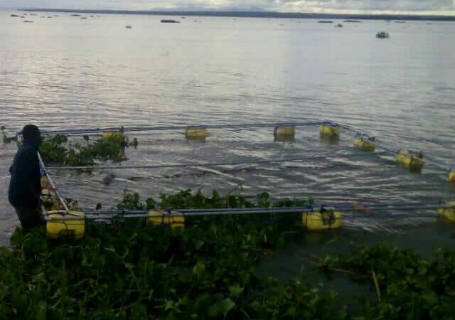 “Cages Victoria Enterprises” sells fresh Nile tilapia