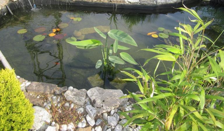 #projet : entreprise de conseils en réalisation de bassins à carpe japonaise