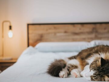 dormir avec animal compagnie