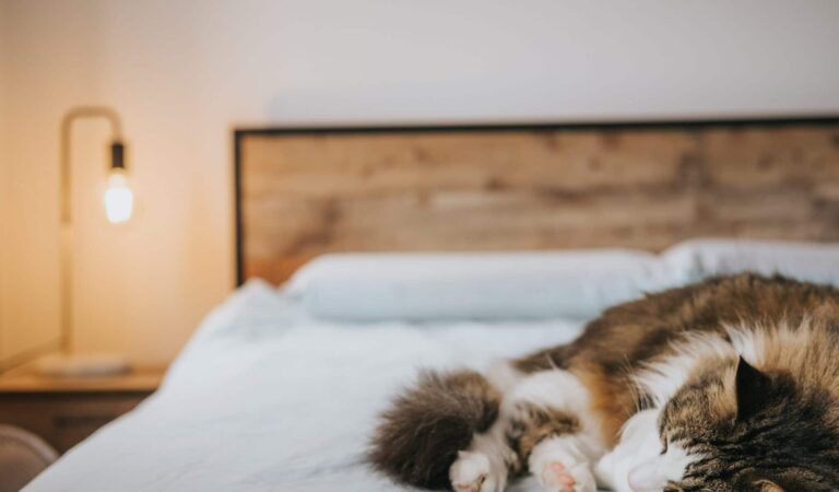 Dormir avec son animal de compagnie : bonne ou mauvaise idée ?