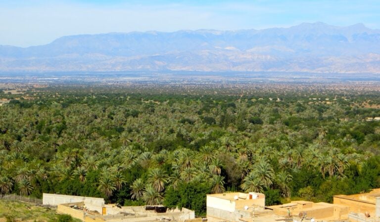 Palmeraie de Tiout : une balade verte aux portes de l&rsquo;Anti-Atlas