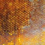 Le pain d’abeille