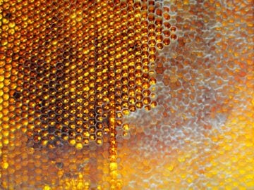 Le pain d’abeille