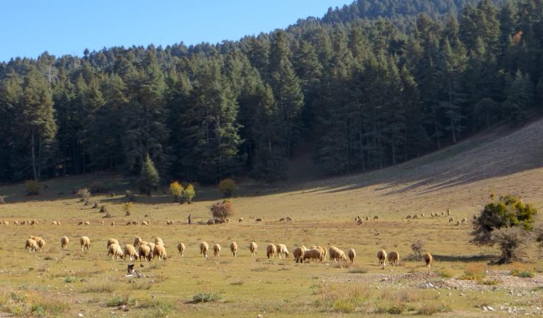 Azrou : à la découverte de la forêt de cèdres, des singes magots et des trésors du Moyen Atlas