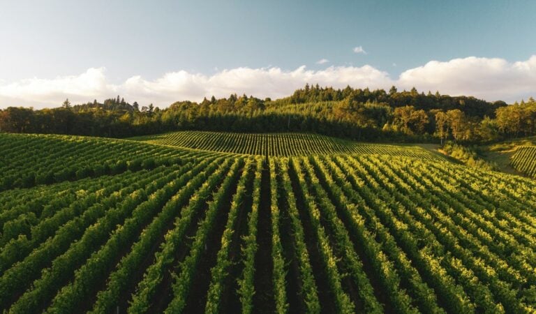 Investir dans la vigne : le Groupement Foncier Viticole, un placement plaisir aux atouts patrimoniaux
