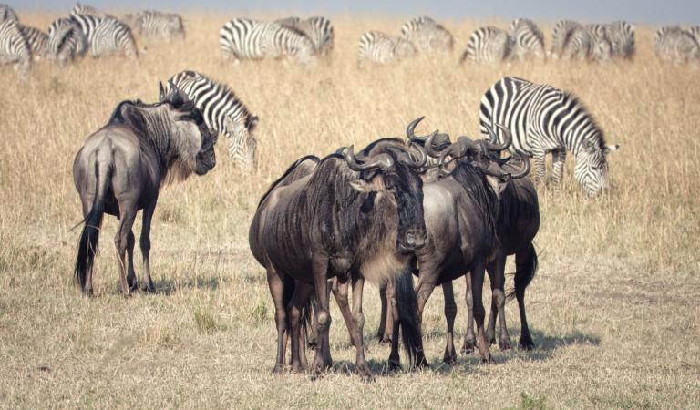 Reasons to embark on a bucket list photography safari in East Africa